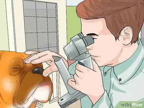 Image titled Treat Entropion in Boxers Step 2