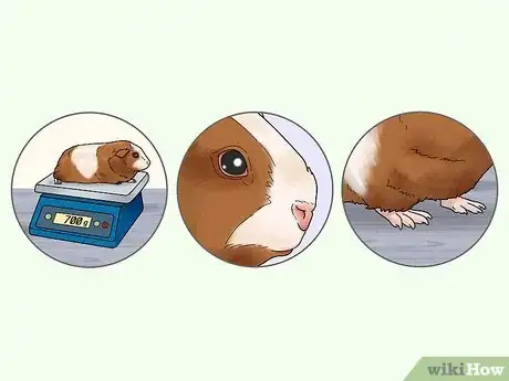 Image titled Choose a Guinea Pig for Breeding Step 10