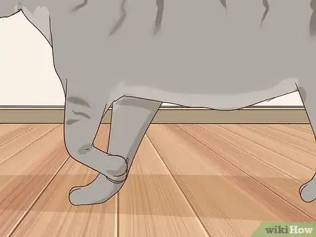Image titled Handle Degenerative Joint Disease in Cats Step 12