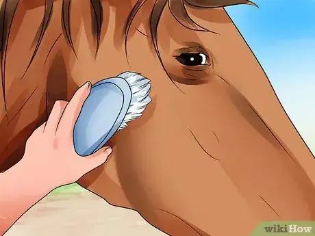 Image titled Be Comfortable Around a Bad‐Tempered Horse Step 24