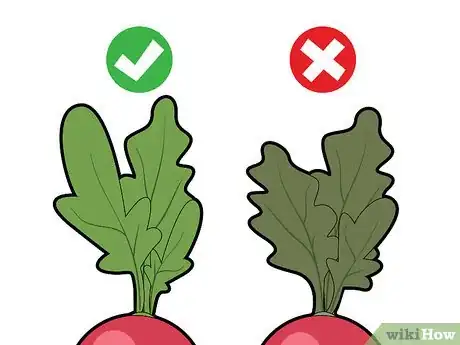 Image titled Choose Radishes Step 2