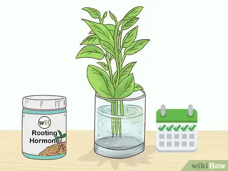 Image titled Grow Kumquat Step 8