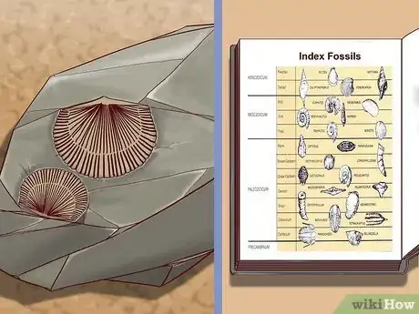 Image titled Date Fossils Step 7