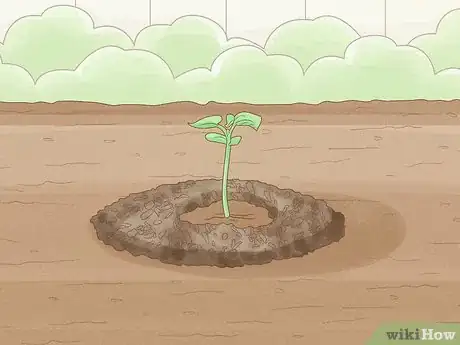 Image titled Grow Licorice Root Step 12