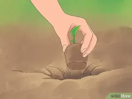 Image titled Grow Dichondra Step 16