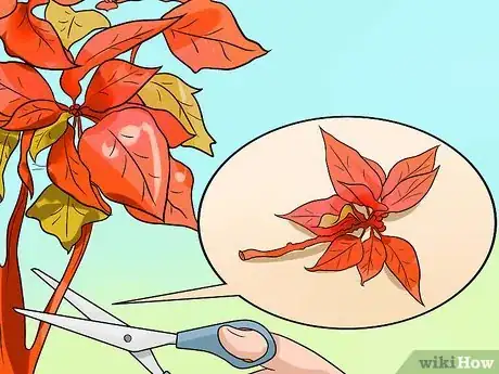 Image titled Grow Poinsettia Step 8