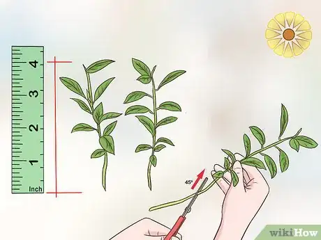 Image titled Grow Kumquat Step 7