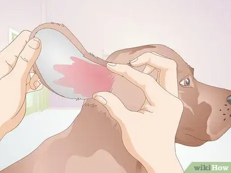 Image titled Identify Canine Ear Mites Step 4
