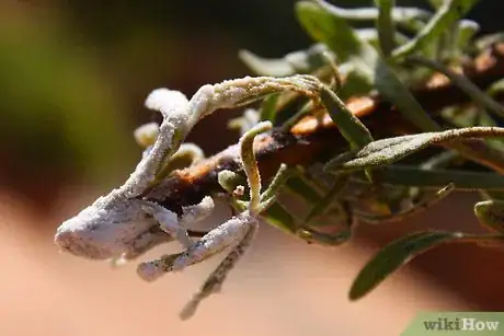 Image titled Strike a Lavender Cutting Step 4