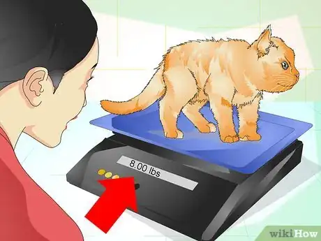 Image titled Determine if Your Cat is Overweight Step 12
