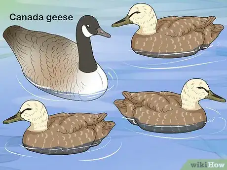Image titled Set Duck Decoys Step 15