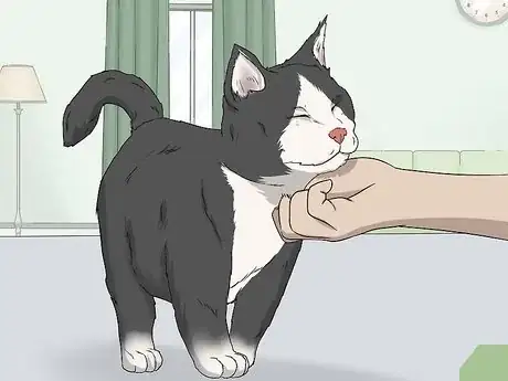Image titled Soothe Your Cat With a Massage Step 11