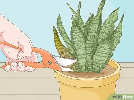 Image titled Get Rid of Thrips Indoors Step 3