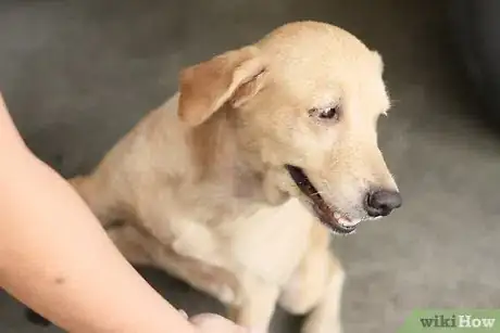 Image titled Alleviate Dry Skin in Dogs Step 1