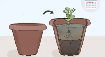 Take Softwood Cuttings