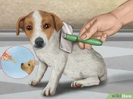 Image titled Handle a Little Dog with a Big Attitude Step 7