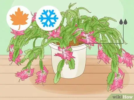 Image titled Get a Christmas Cactus to Bloom Step 7