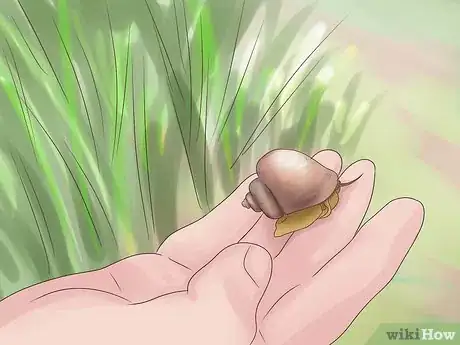 Image titled Take Care of a Freshwater Snail Step 2