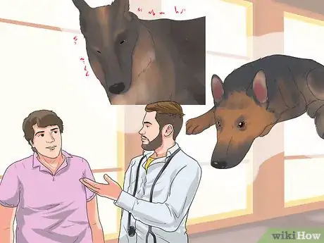 Image titled Diagnose Epilepsy in German Shepherds Step 15