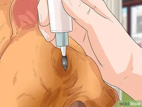 Image titled Diagnose Entropion in Boxers Step 8