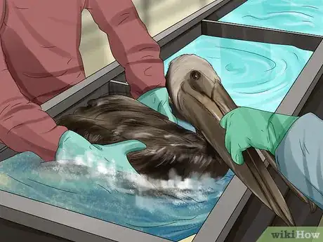 Image titled Clean Oil off Birds Step 4
