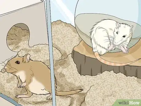 Image titled Spot and Treat Ovarian Cysts in Gerbils Step 5