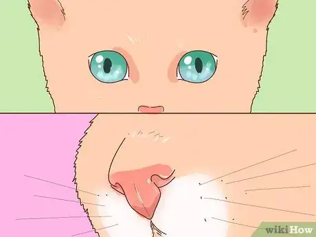 Image titled Choose the Right Kitten for Your Home Step 12