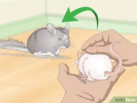 Image titled Keep Pet Rats Safe Around Other Pets Step 2