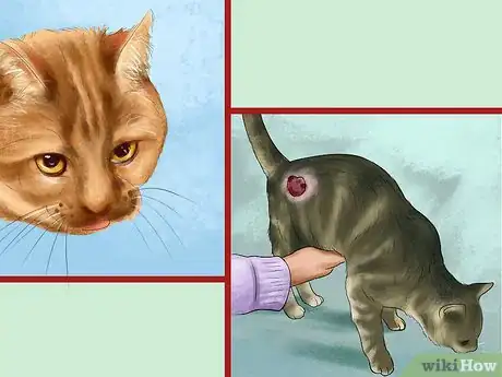 Image titled Protect an Outdoor Cat from Excess Sunlight Step 4