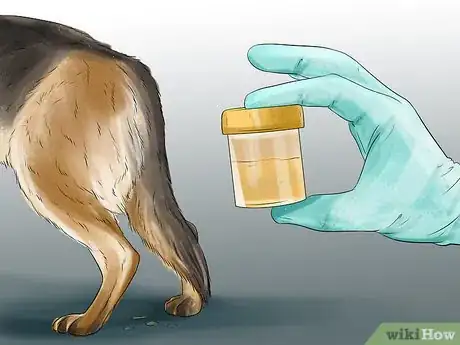 Image titled Prepare Your Dog for the Vet Step 9
