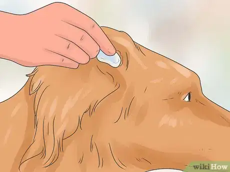 Image titled Soothe a Dog's Itchy Ears Step 7