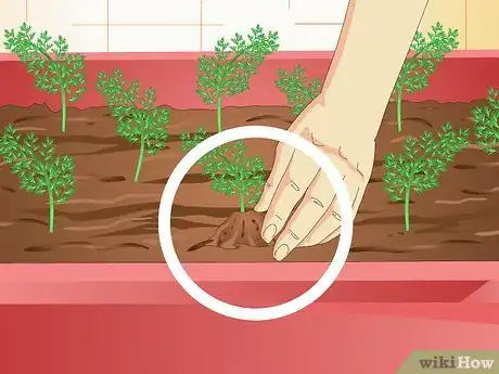 Image titled Grow Carrots in Pots Step 16