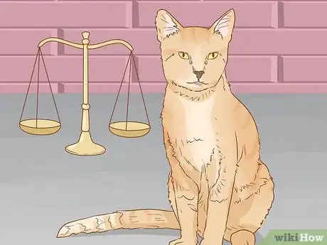 Image titled Protect Cats During Winter Step 4