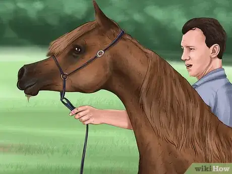 Image titled Teach a Horse to Do a Sliding Stop Step 6