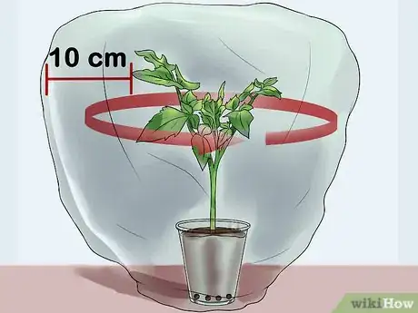 Image titled Root Tomato Suckers Step 8