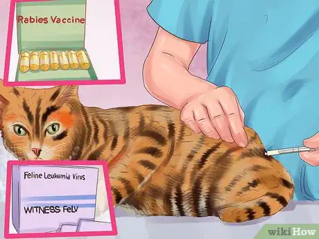 Image titled Care for Toygers Step 1