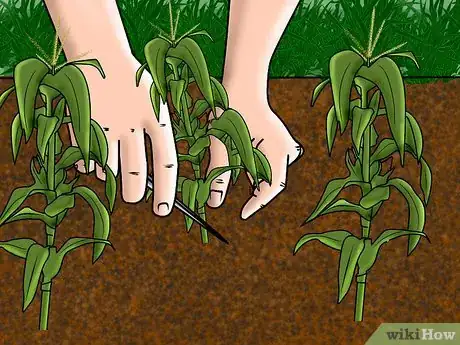 Image titled Grow and Harvest Glass Gem Corn Step 5