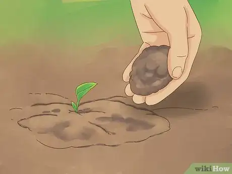 Image titled Grow Dichondra Step 17