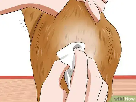 Image titled Express a Cat's Anal Glands Step 7