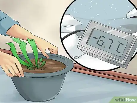 Image titled Grow Sarracenia (North American Pitcher Plants) Step 11