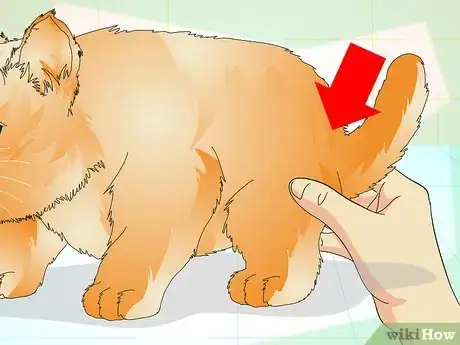 Image titled Determine if Your Cat is Overweight Step 3