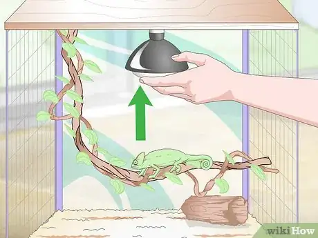 Image titled Prevent MBD in Chameleons Step 6