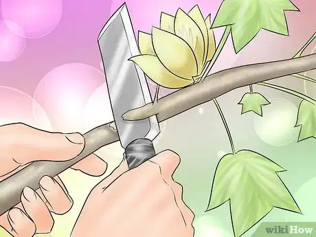 Image titled Plant a Tulip Poplar Tree Step 13