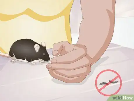 Image titled Identify Pinworms in Mice Step 9