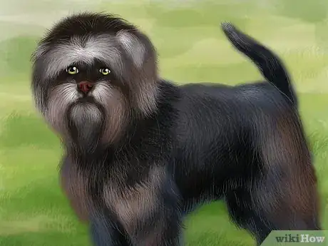 Image titled Identify an Affenpinscher Step 1