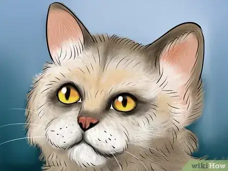 Image titled Identify a Selkirk Rex Step 4