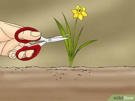Image titled Propagate Daffodils Step 2