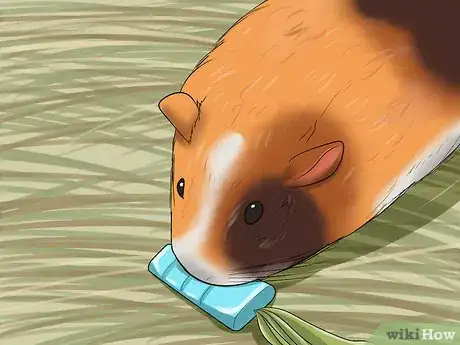 Image titled Prevent Malocclusion in Guinea Pigs Step 7