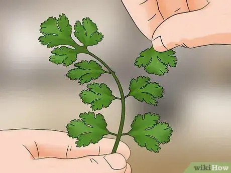 Image titled Use Cilantro Step 2