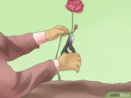 Image titled Grow Poppies Step 14